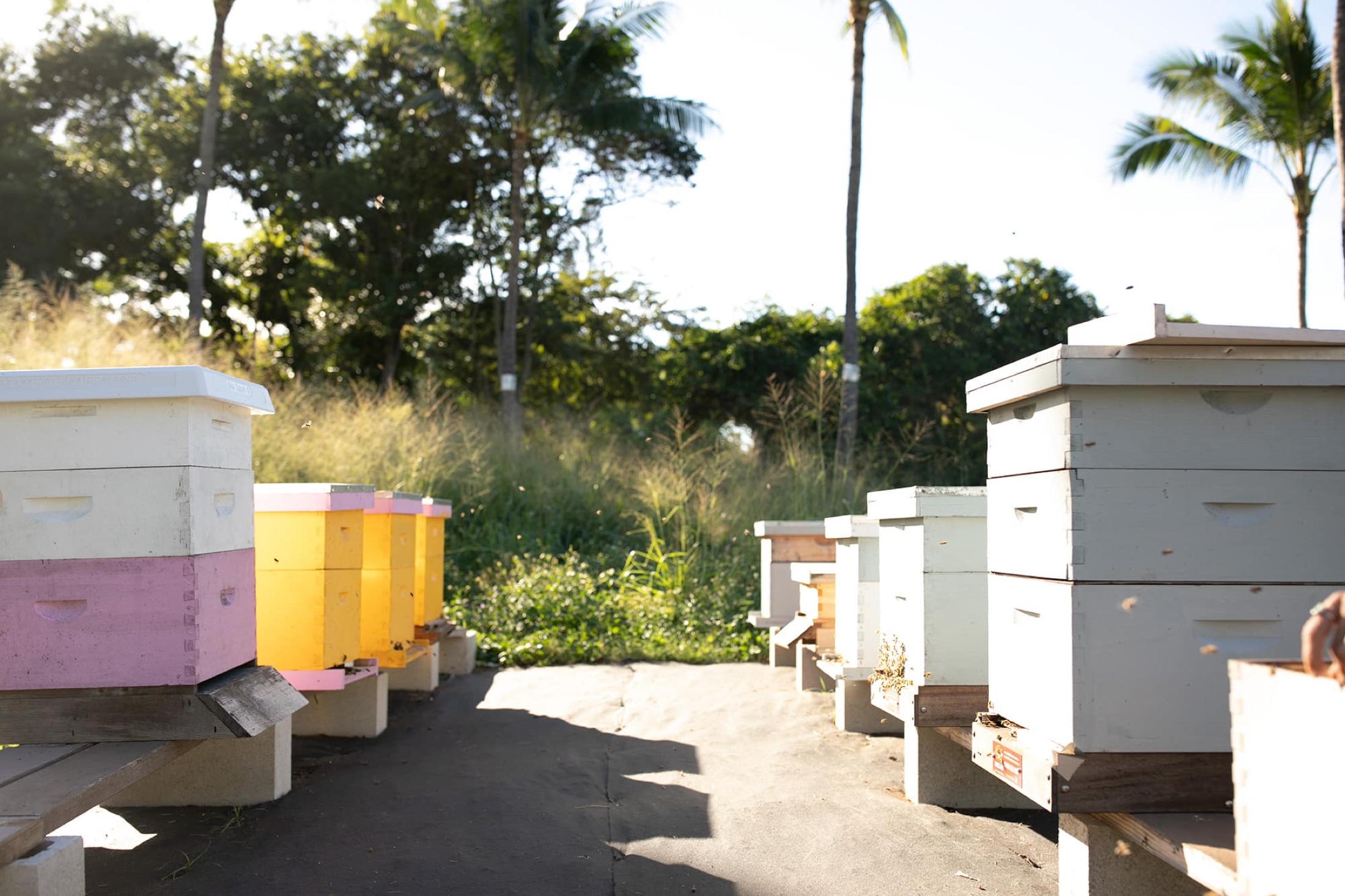 Rows of pastel beehive boxes among palm trees at the Hānai Hives apiary on Oʻahu's North Shore