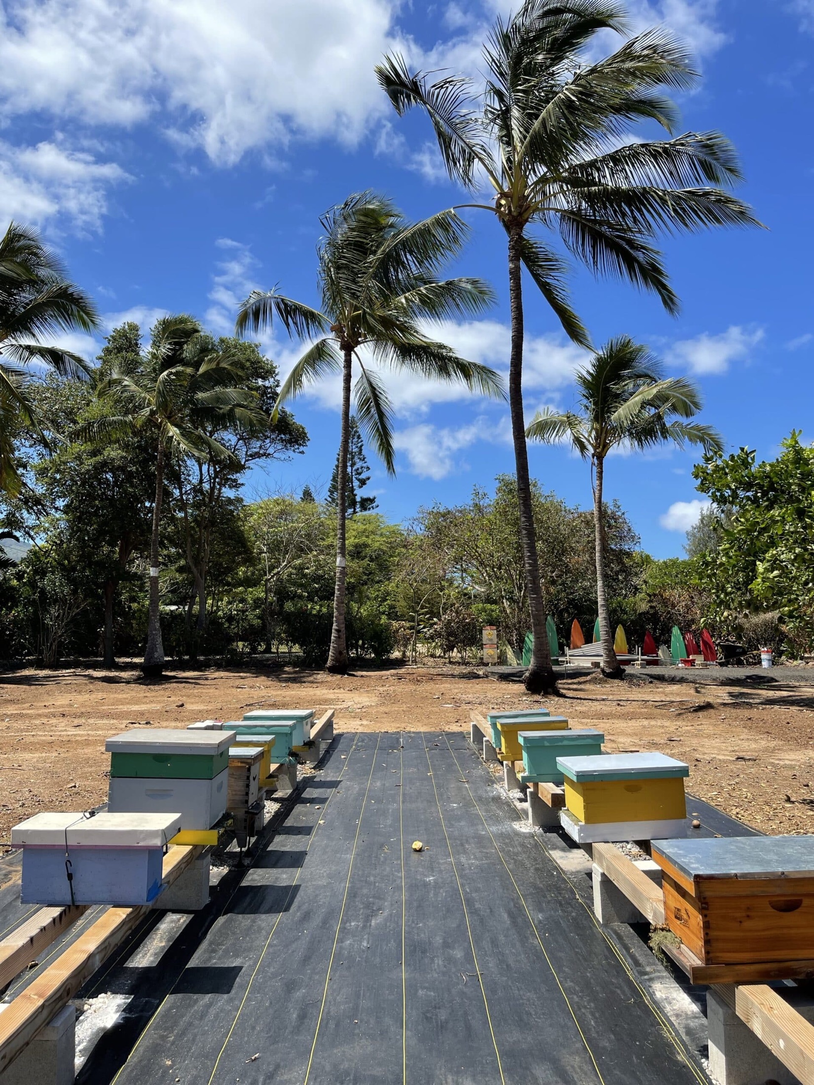 The Hānai Hives apiary among palm trees on Oʻahu's North Shore