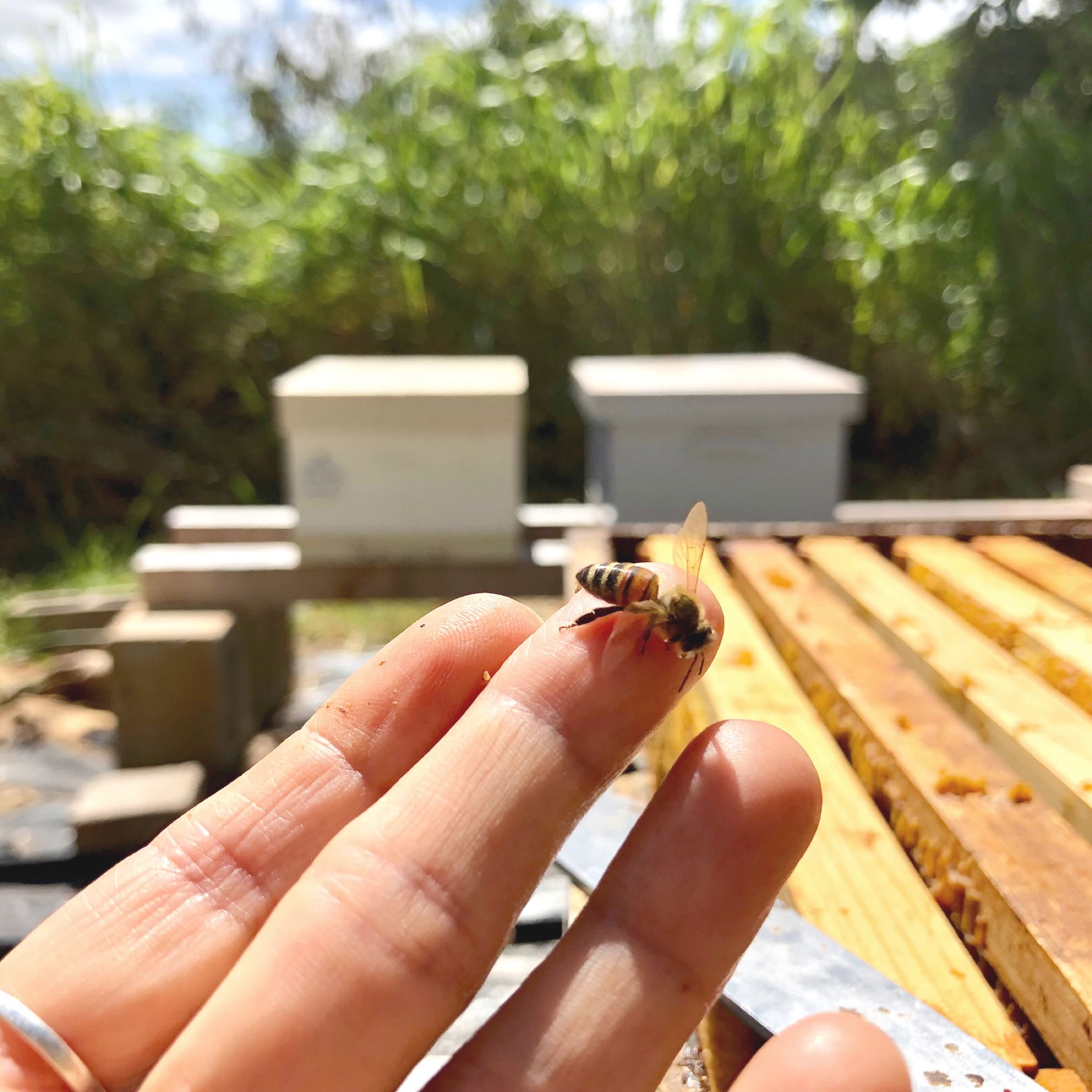 A honeybee resting on a fingertip at the Hānai Hives apiary on Oʻahu