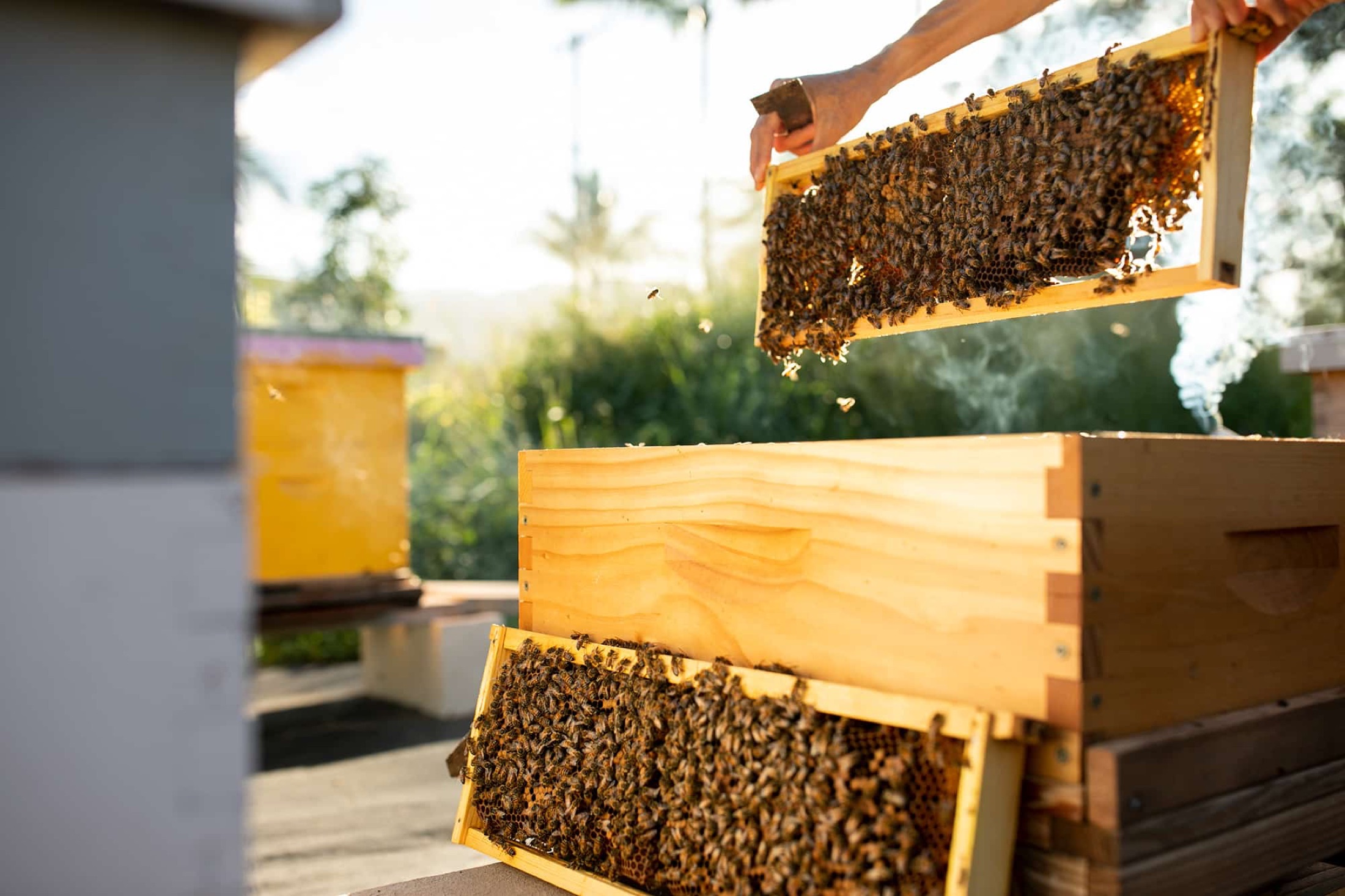 A beekeeper lifting a frame of honeybees at the Hānai Hives apiary