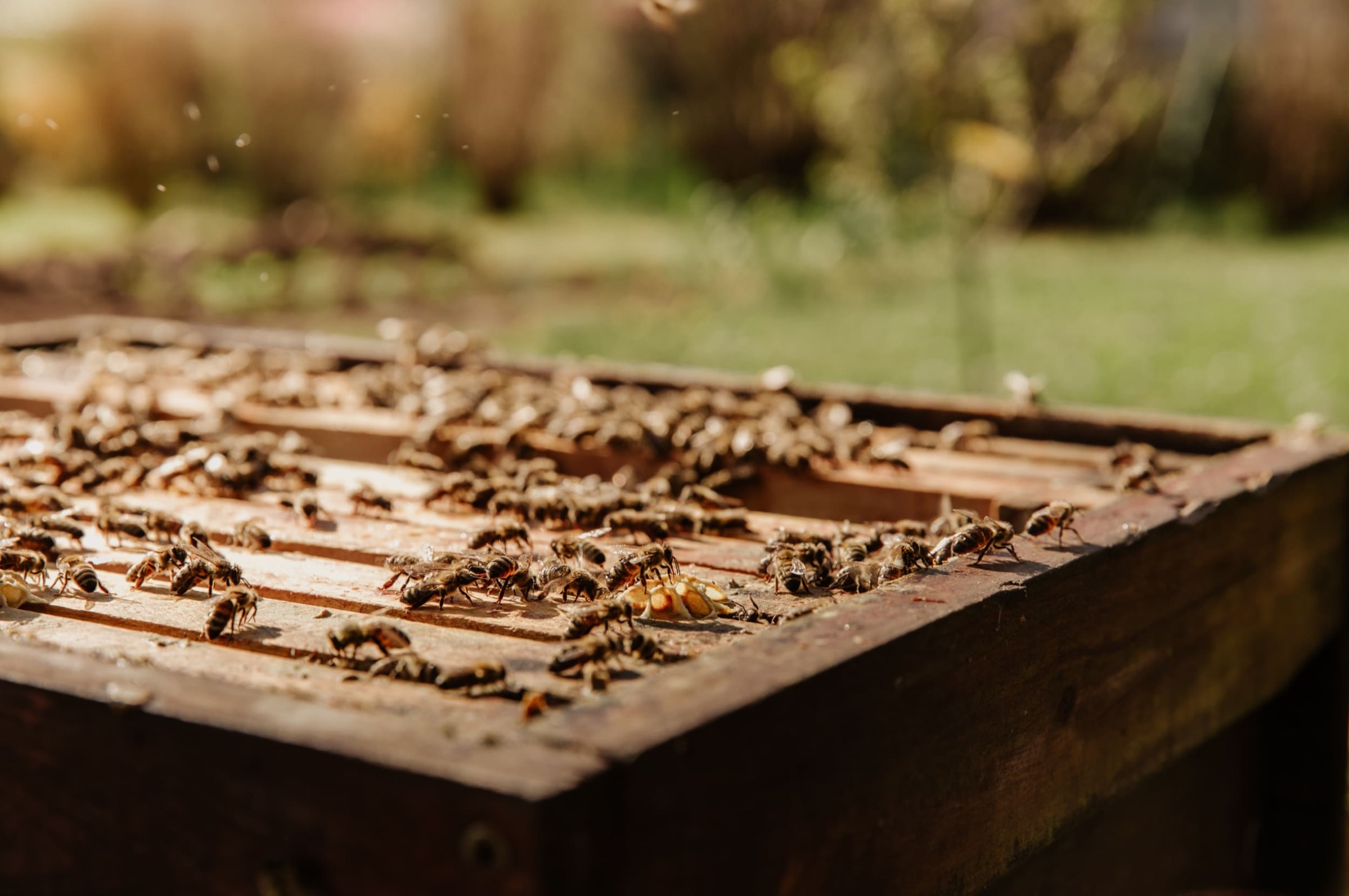 Honeybees crossing the top of a hive box at the Hānai Hives apiary on Oʻahu
