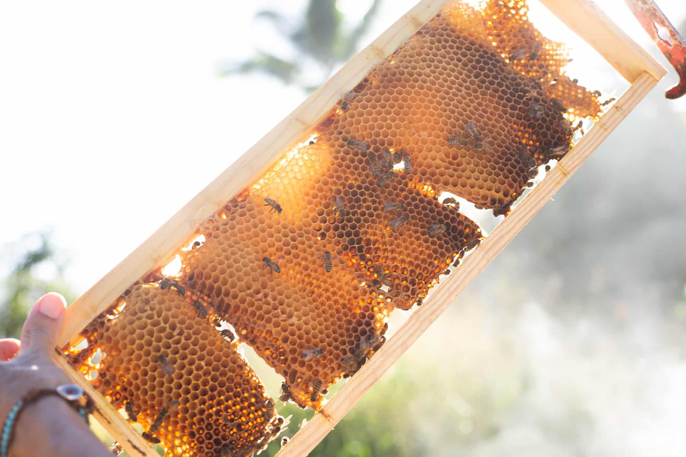 A frame of glowing honeycomb held up to the sun at the Hānai Hives apiary